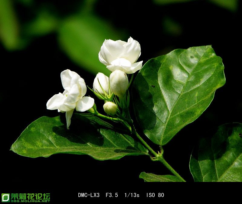 20081119_aba7362d8745e63cbe5clb8j2UbTtPOo_副本.jpg