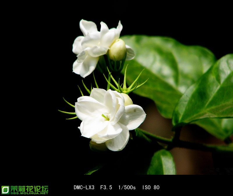 20081119_b15f33d7d716c08881d9Zc43fasAcKyP_副本.jpg