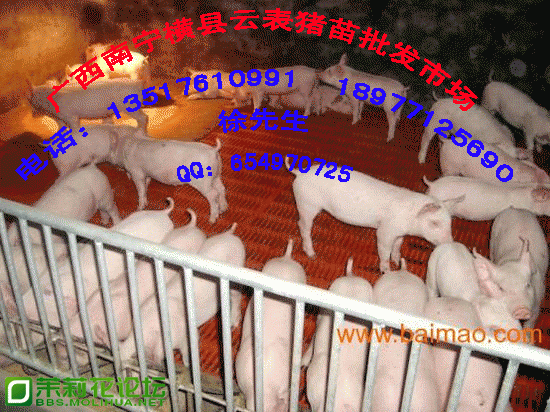 4.gif