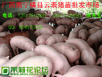 6.gif