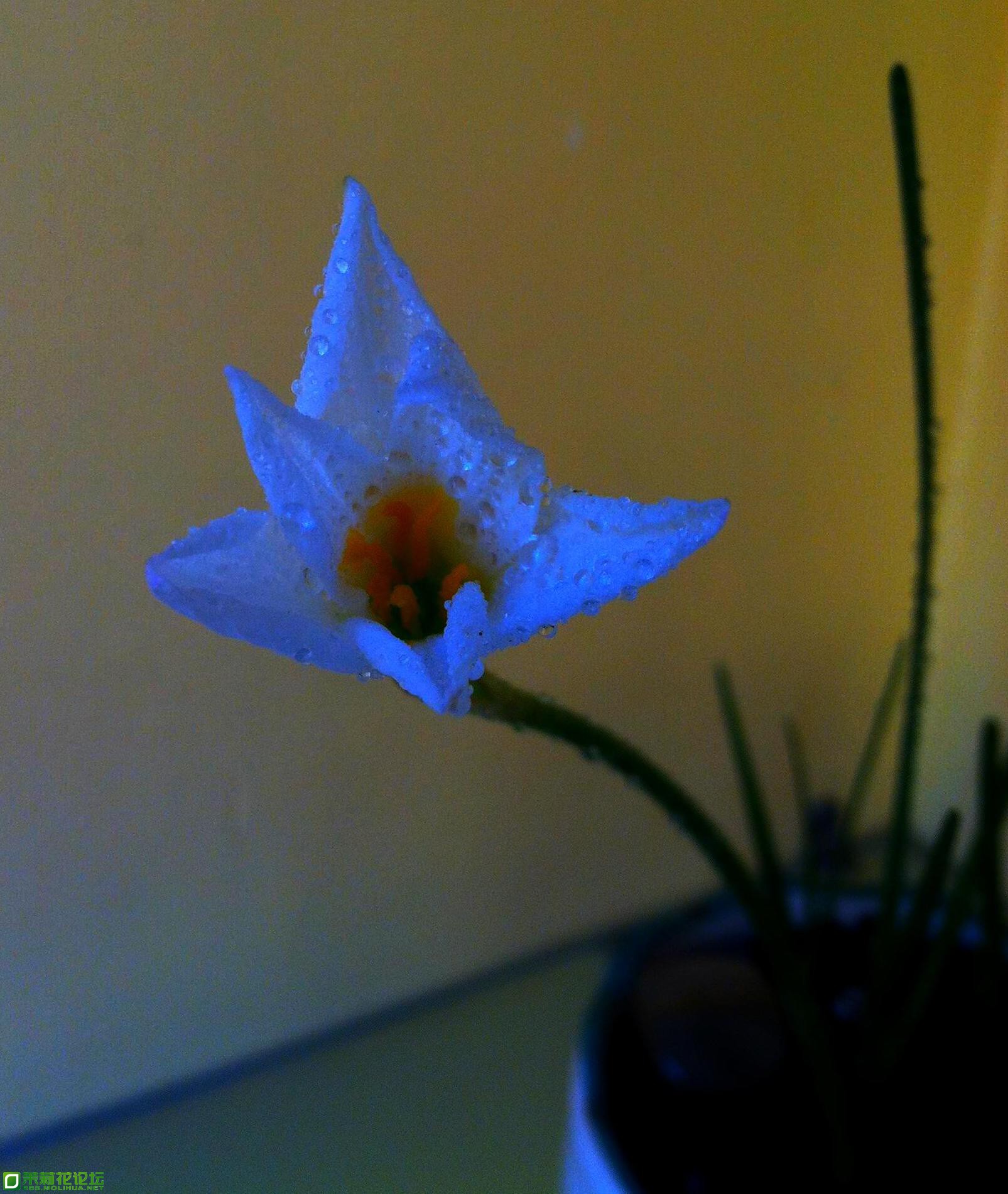 花11.jpg