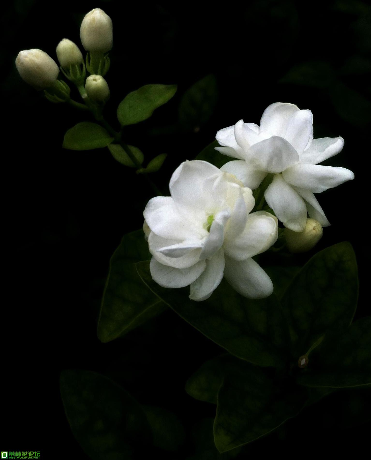 花4.jpg