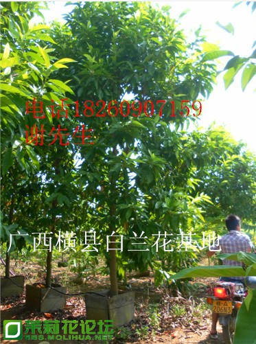 10分白兰花树 盆苗