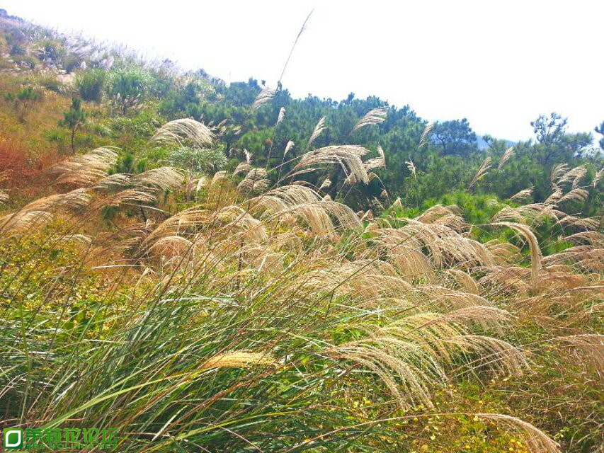 东山一道亮丽风景线--狗尾草