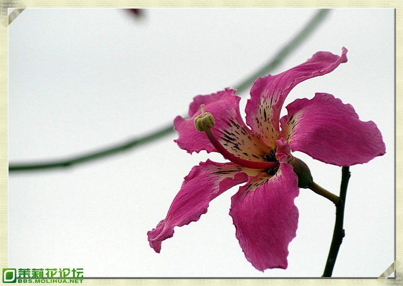 DSC02344_副本.JPG