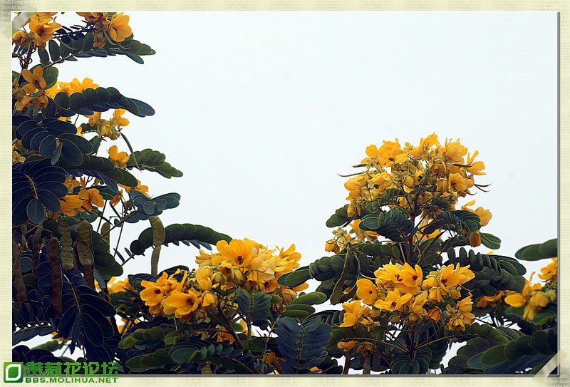 DSC02461_副本.JPG