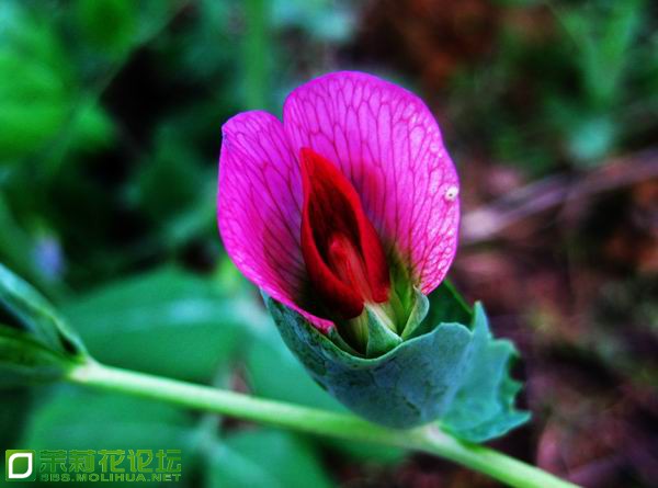 菜花01.jpg