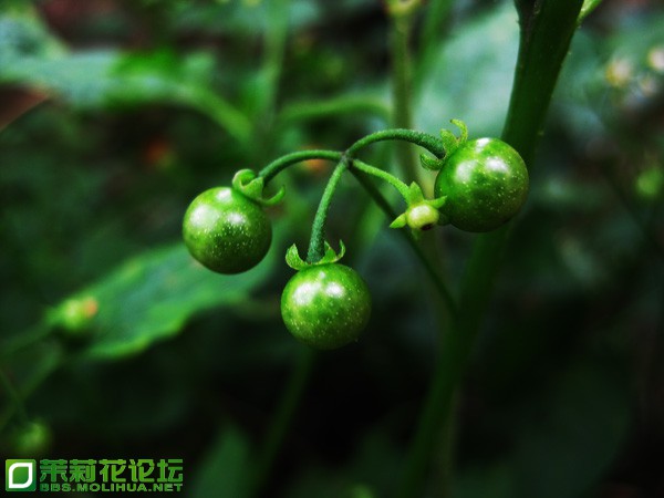 白花菜之果实.jpg