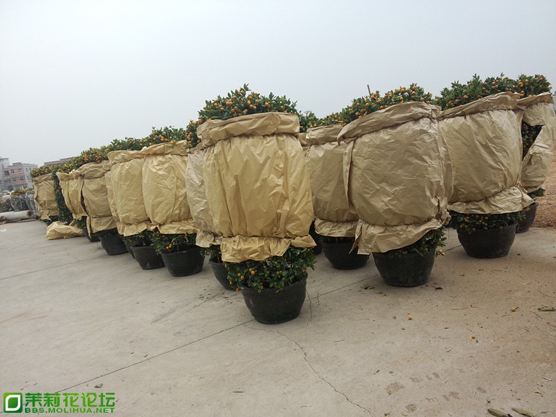 P40109-120144.jpg