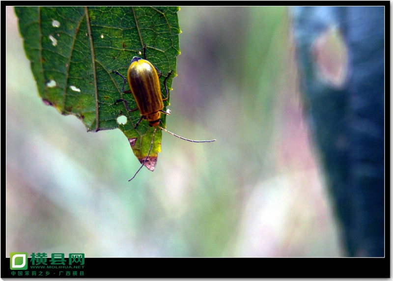 DSC08700_副本.JPG