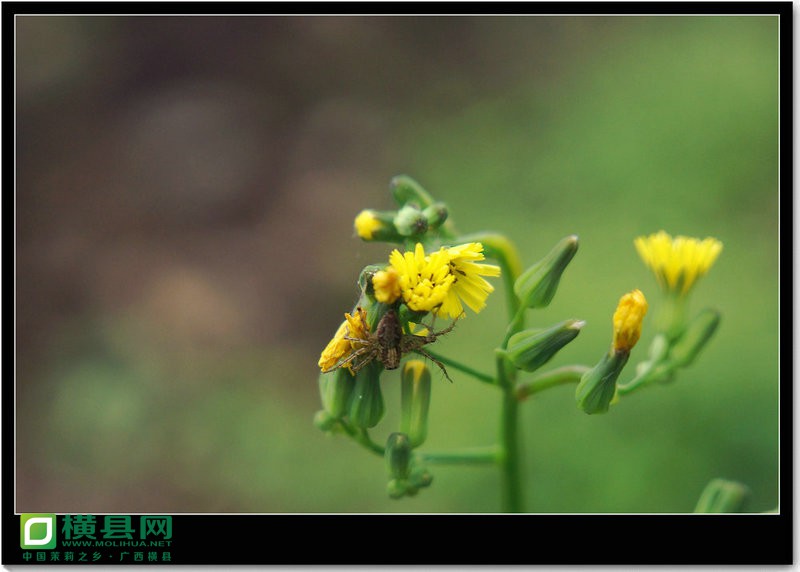DSC08598.JPG