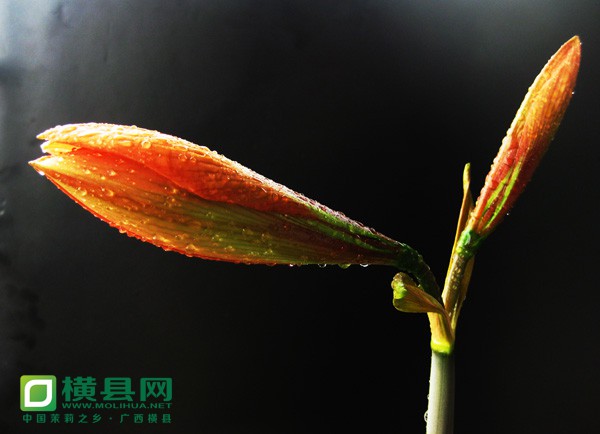 3、犹抱琵琶-.jpg