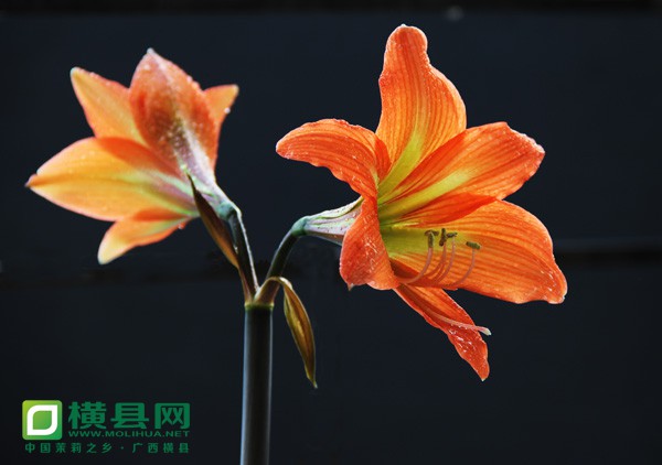 4、艳丽绽放-.jpg