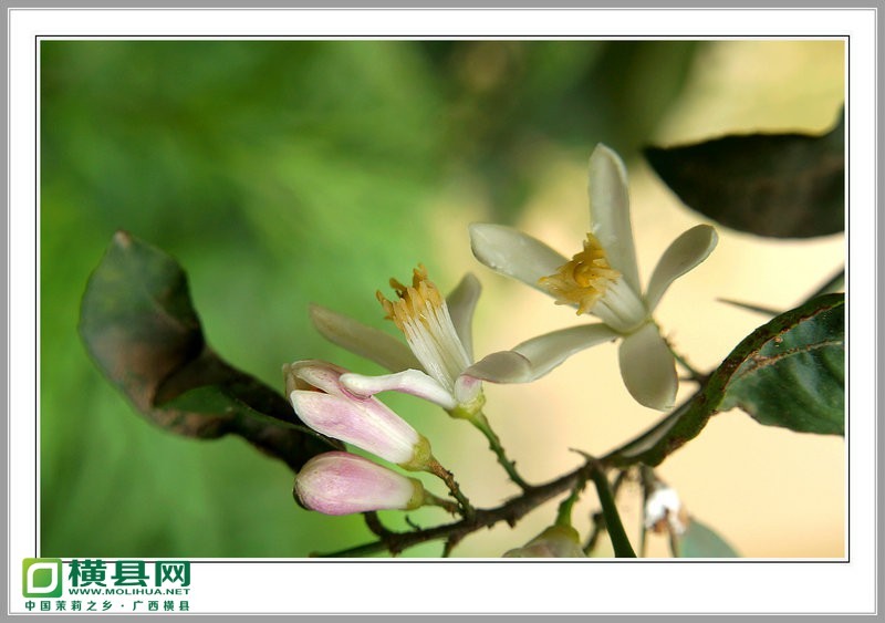 DSC01528_副本.JPG