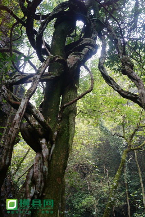 DSC03421_副本1.JPG