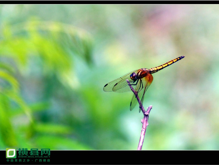 DSC03238_副本.JPG