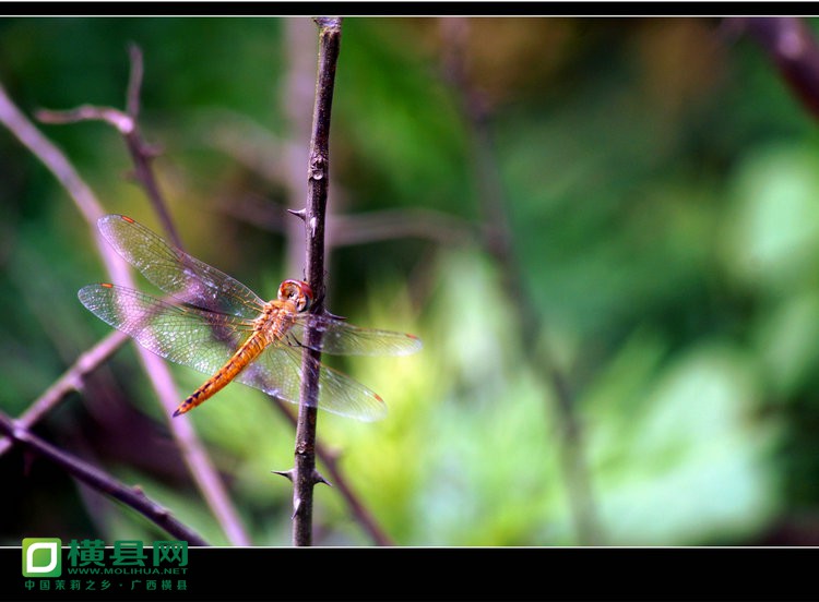 DSC03230_副本.JPG