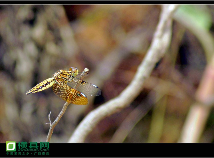 DSC03233_副本.JPG