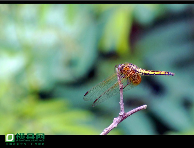 DSC03240_副本.JPG