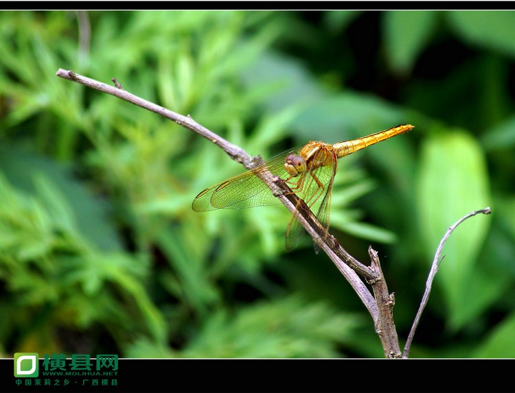 DSC03243_副本.JPG