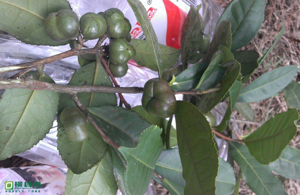 QQ图片20140530093250.jpg