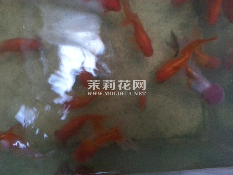 通人性的金鱼