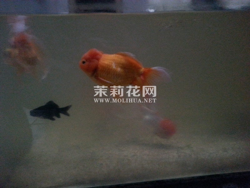 黑色的为街上的小金鱼（大小对比图）
