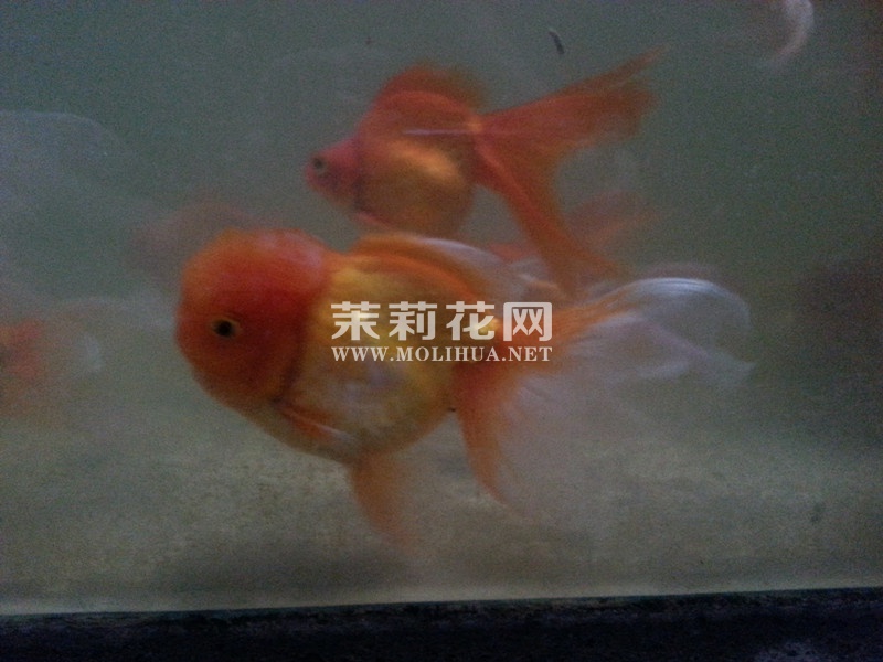 鸿运当头