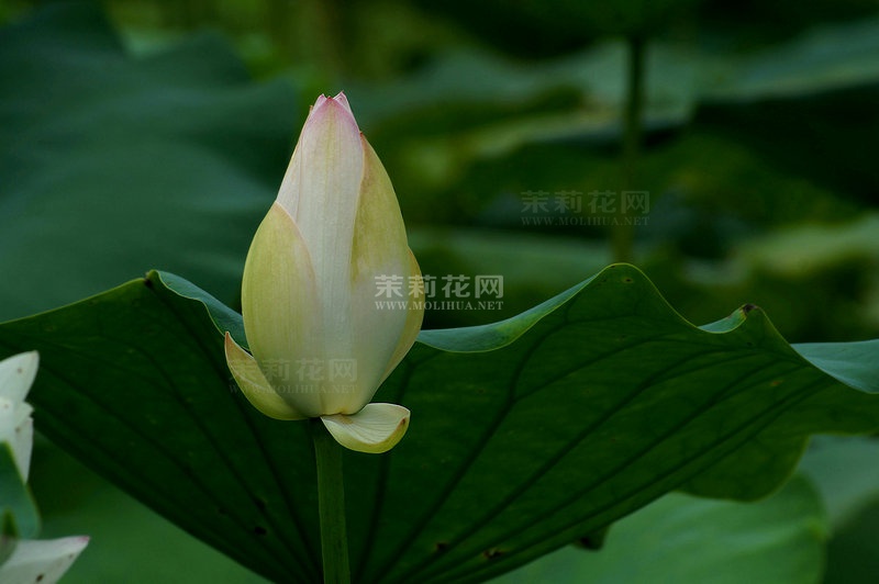 DSC06113_副本.JPG