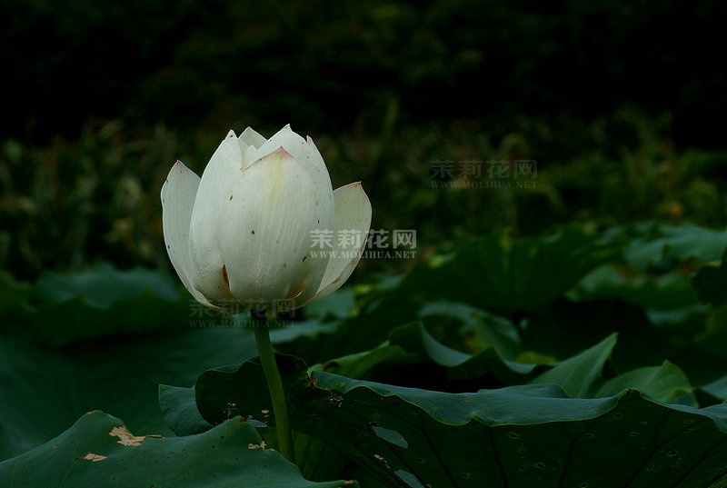 DSC06115_副本.JPG