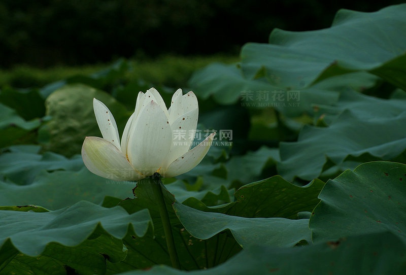 DSC06116_副本.JPG