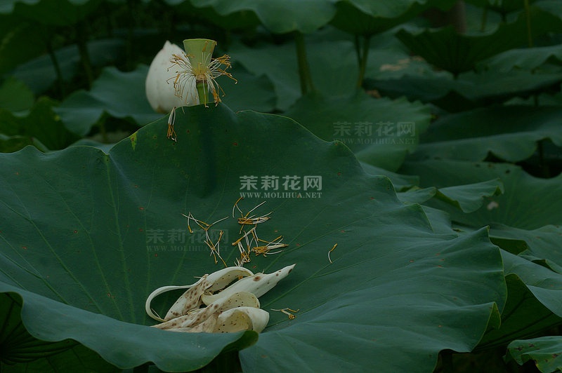 DSC06127_副本.JPG