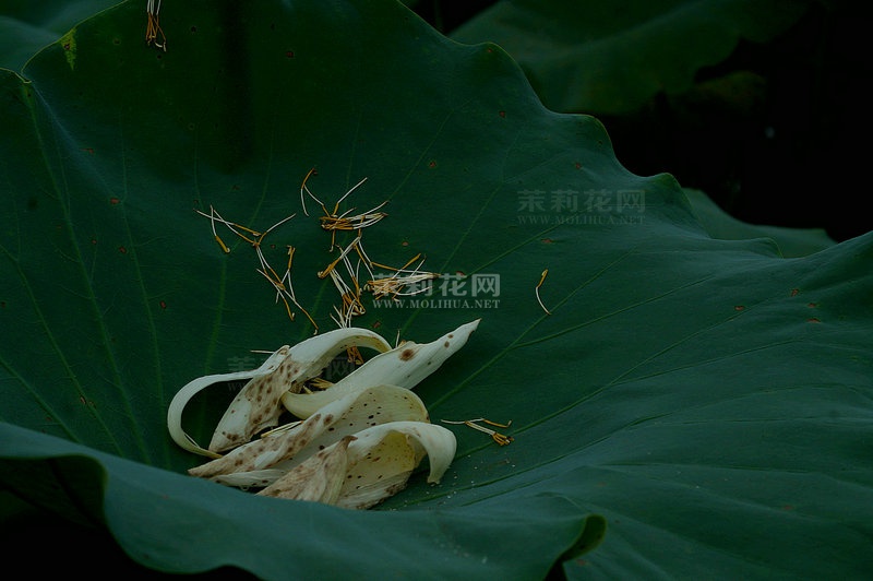 DSC06133_副本.JPG