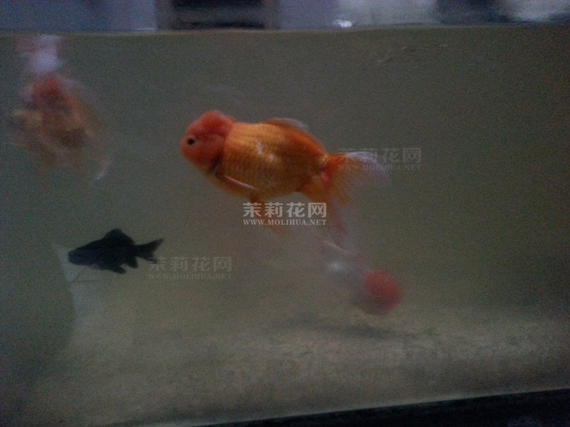 发3.jpg