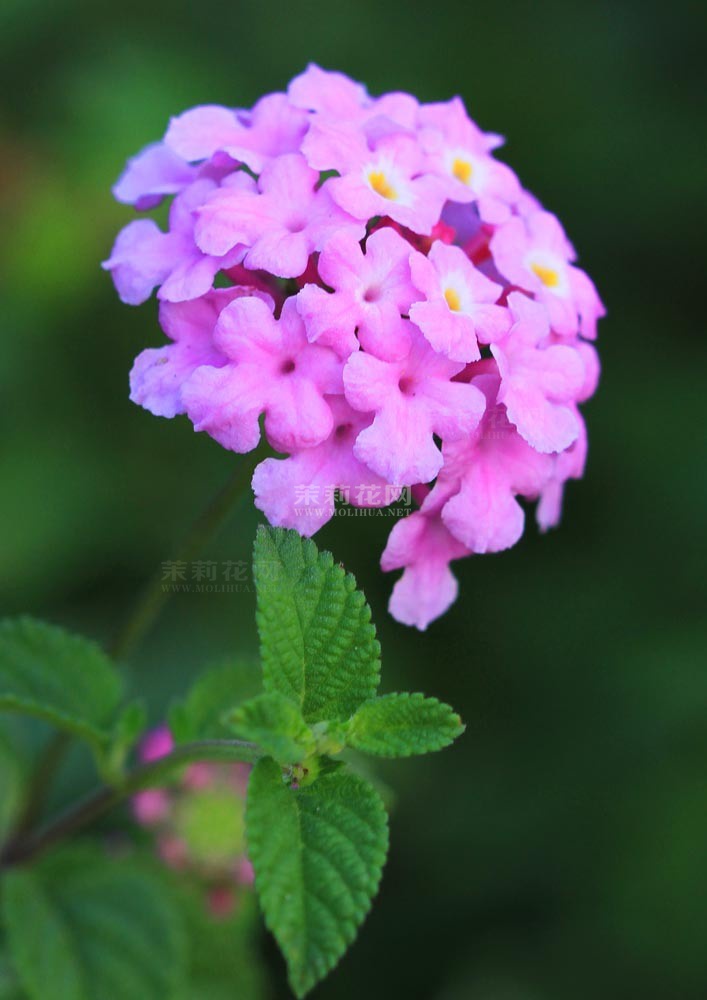 IMG_0148----.jpg