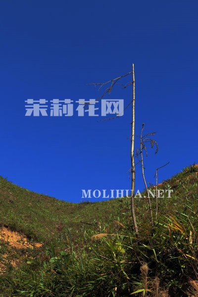 IMG_5214_副本.JPG