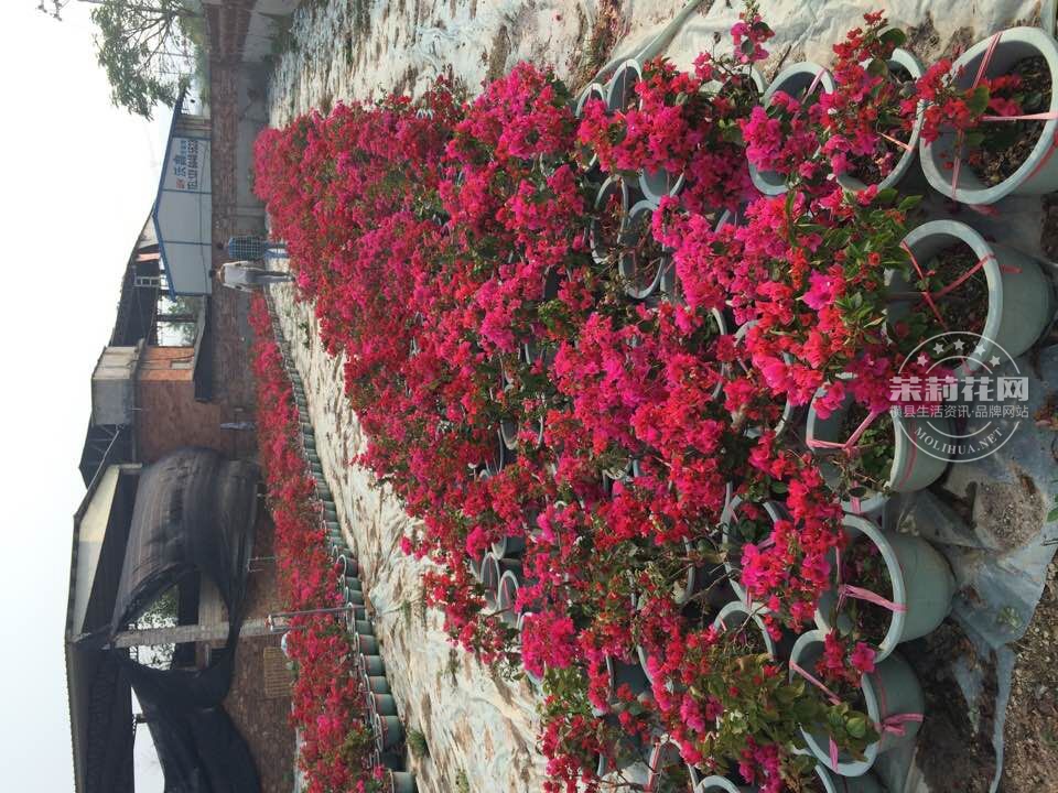 QQ图片20150318094945.jpg