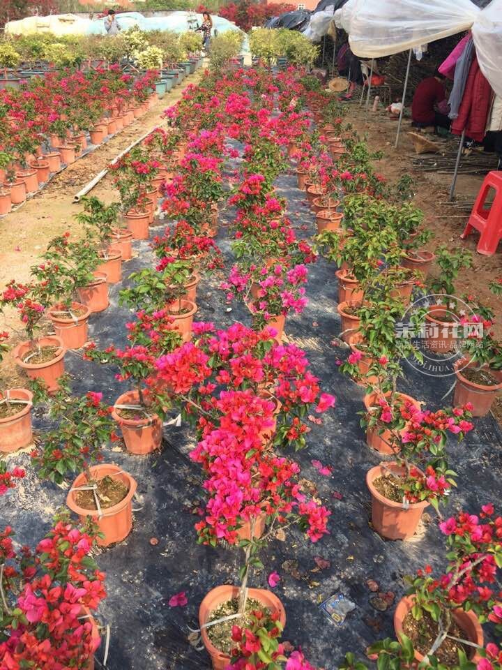 QQ图片20150318095016.jpg
