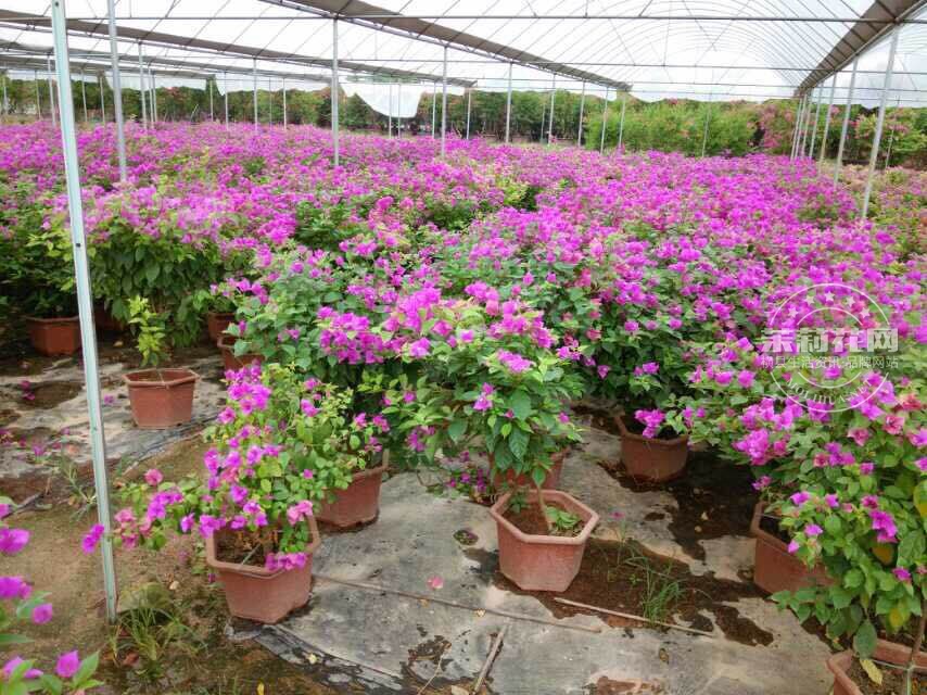 云南大紫，花呈紫色，花多，花期长。株高30-40，冠宽30-50