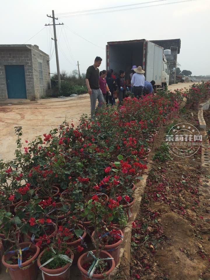 潮州红，花深红色，花多，株高50-70厘米，冠宽35-60厘米.jpg
