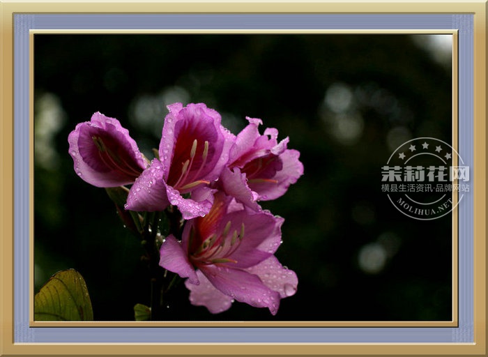 IMG_3674_副本.JPG