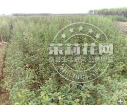 QQ图片20150327123938.jpg