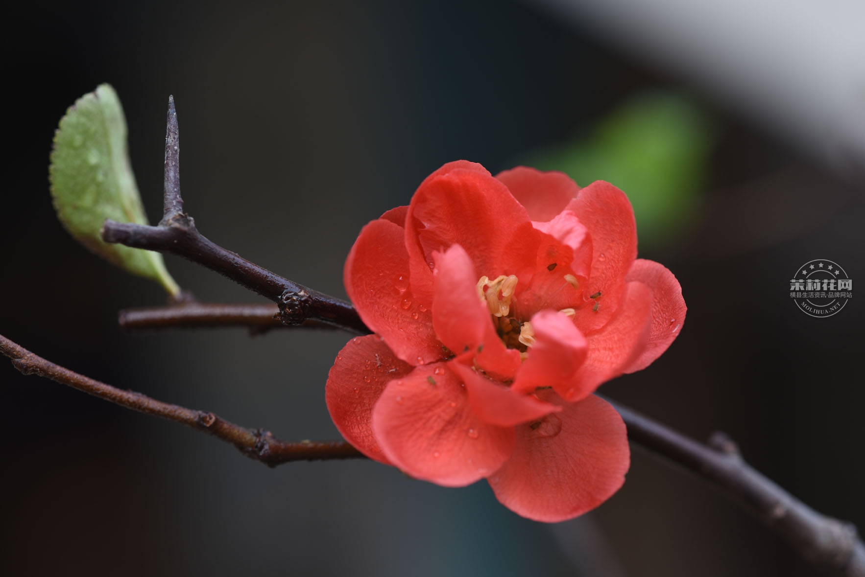 DSC_0635.jpg