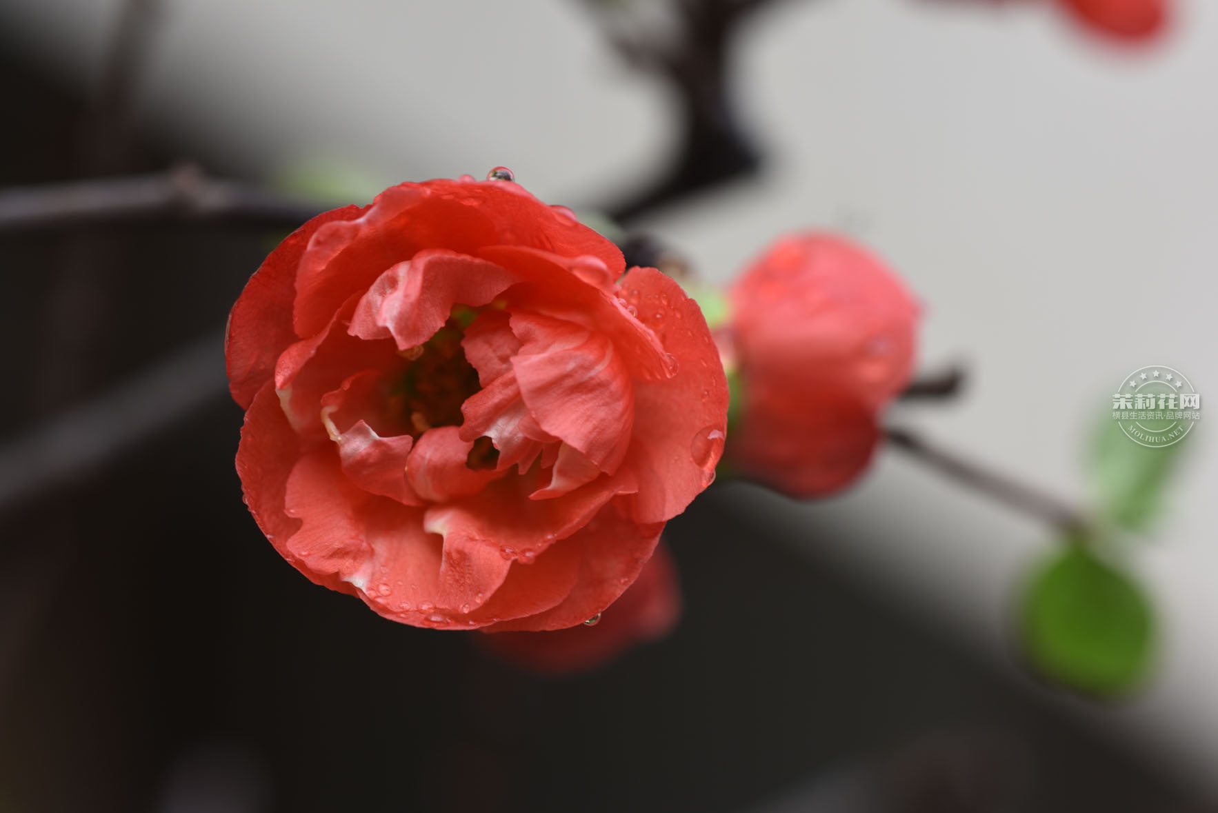 DSC_0636.jpg