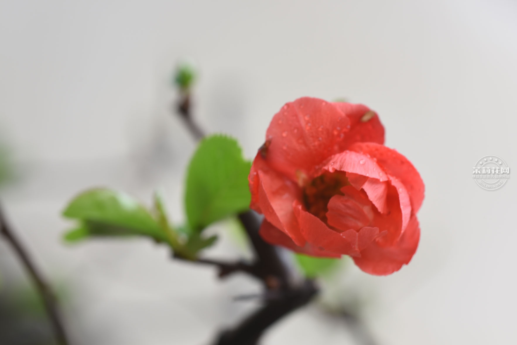 DSC_0658.jpg