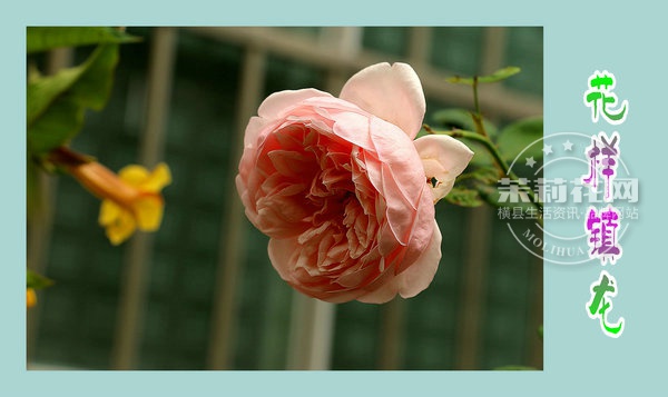 IMG_5136_副本.JPG
