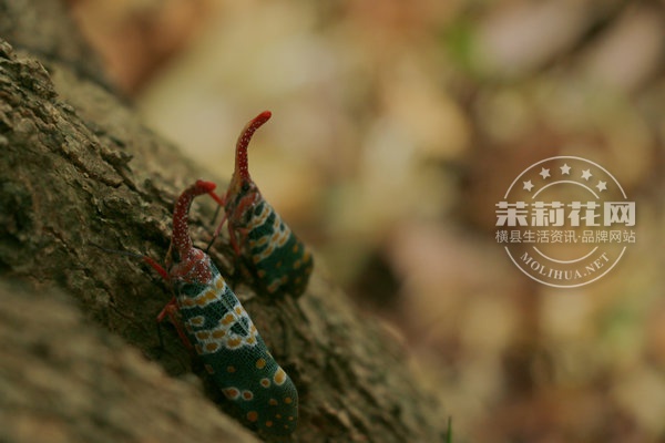 IMG_6045_副本.JPG