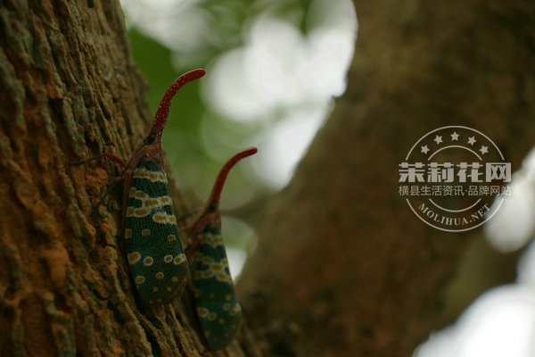 IMG_5937_副本.JPG