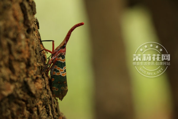IMG_5932_副本.JPG