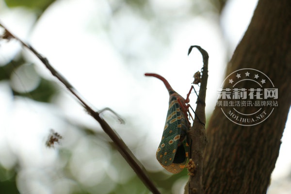 IMG_5941_副本.JPG